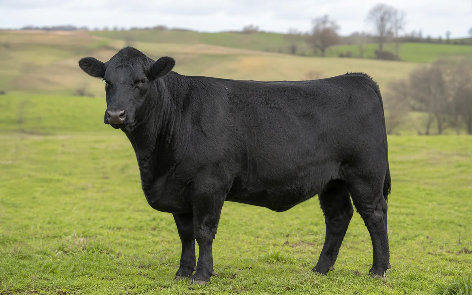 Immagine del profilo Black Angus