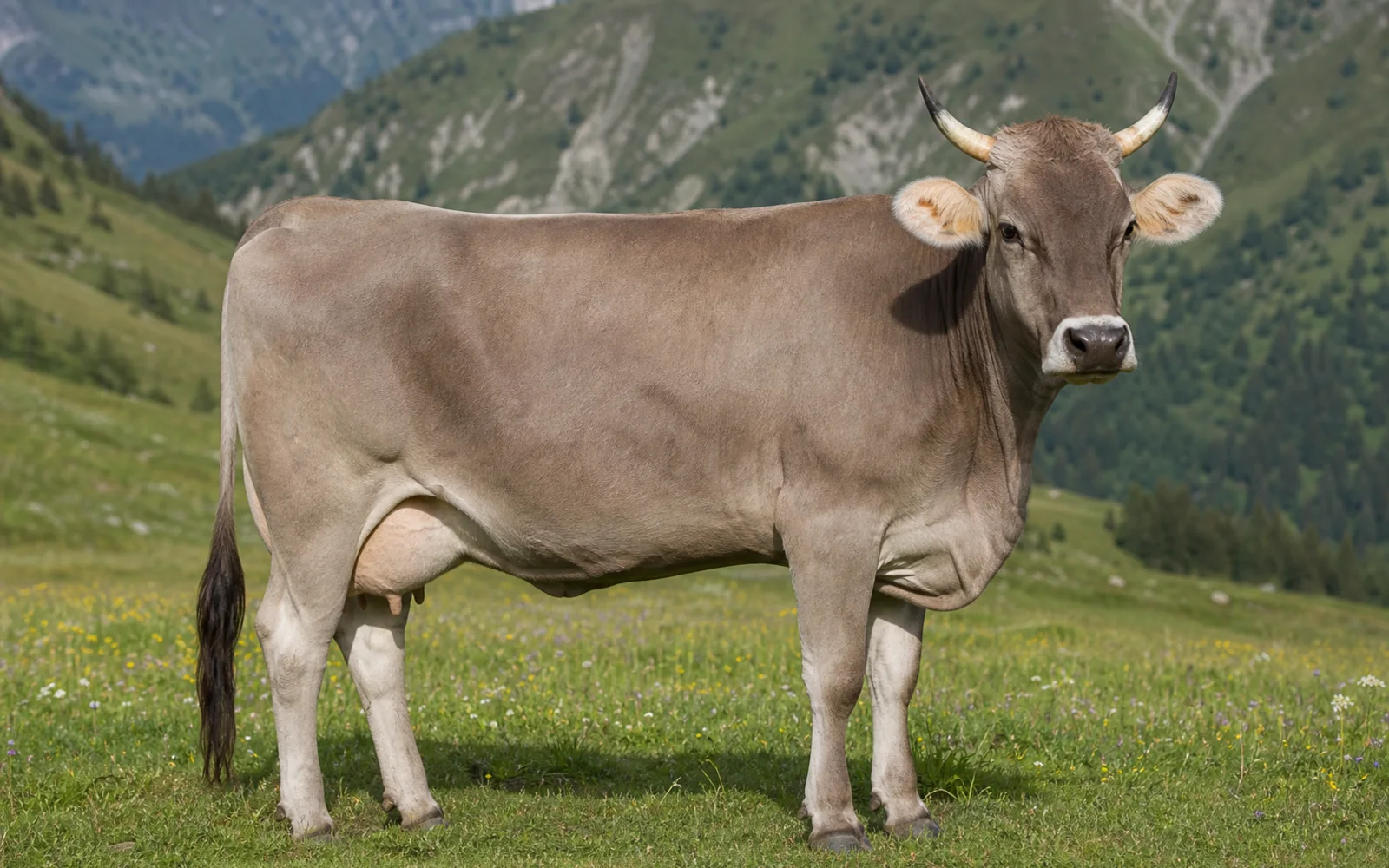 Immagine del profilo Bruna Alpina
