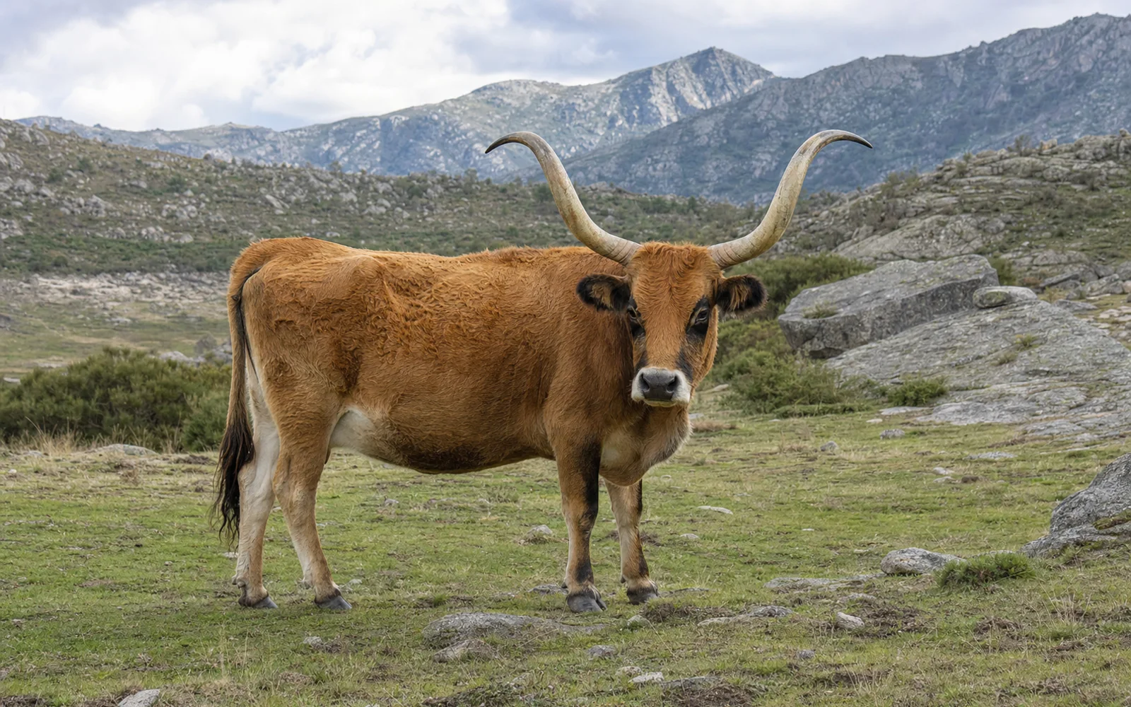 Immagine del profilo Cachena