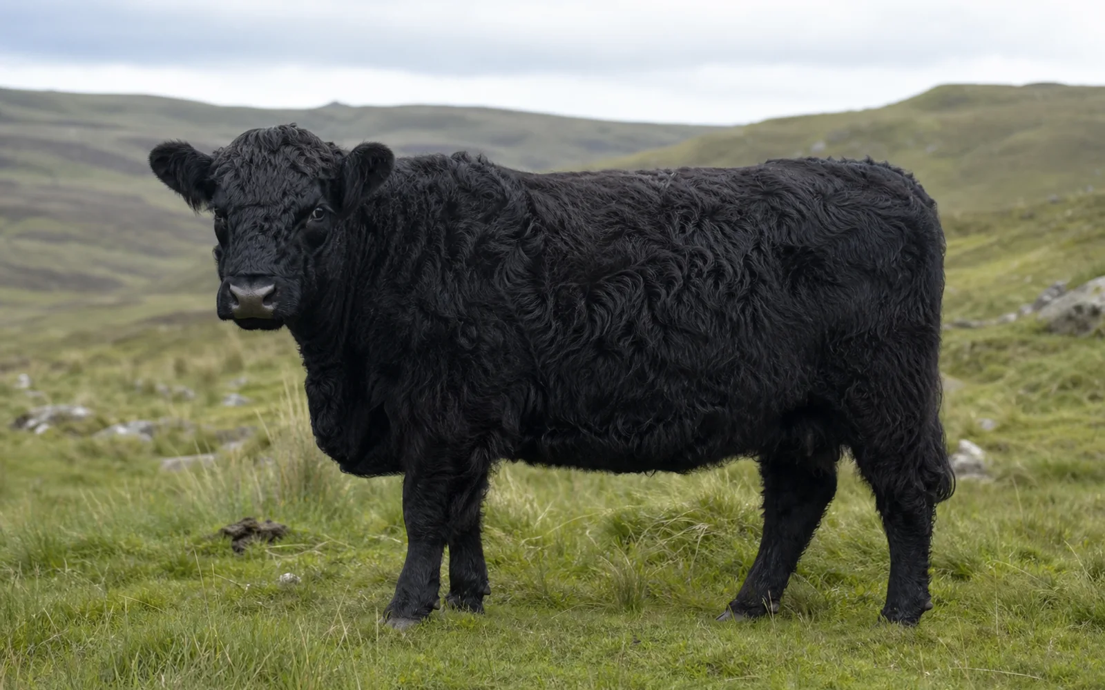 Immagine del profilo Galloway