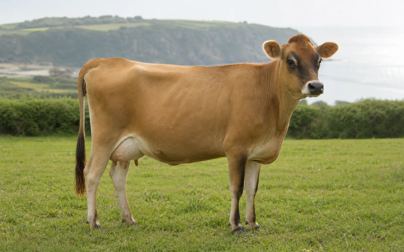 Immagine del profilo Jersey