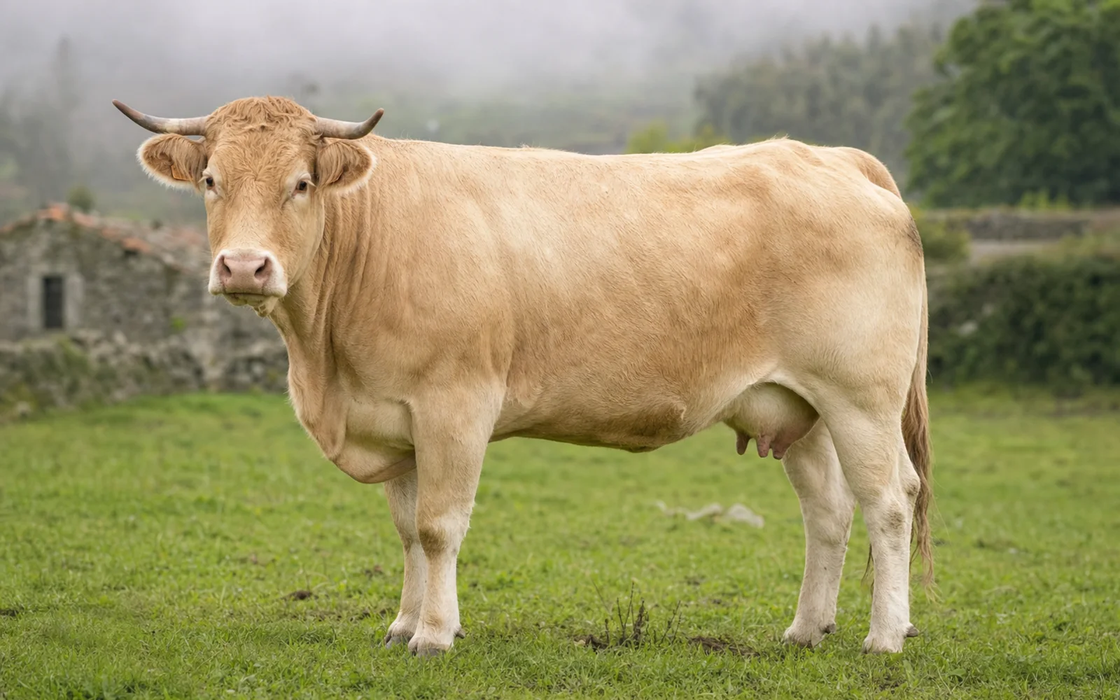 Immagine del profilo Rubia Gallega